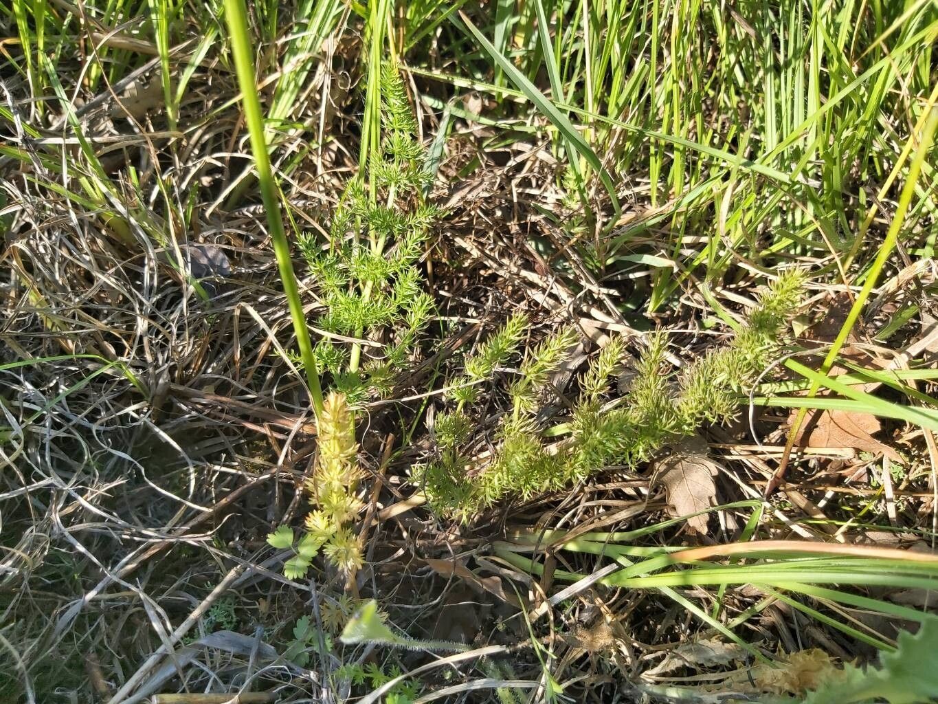 Oenanthe millefolia — houseplant care guide