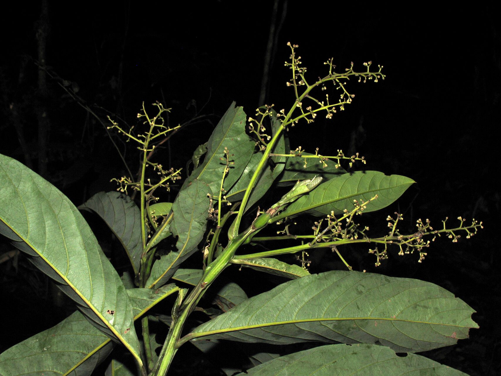 Ocotea aurantiodora leaf