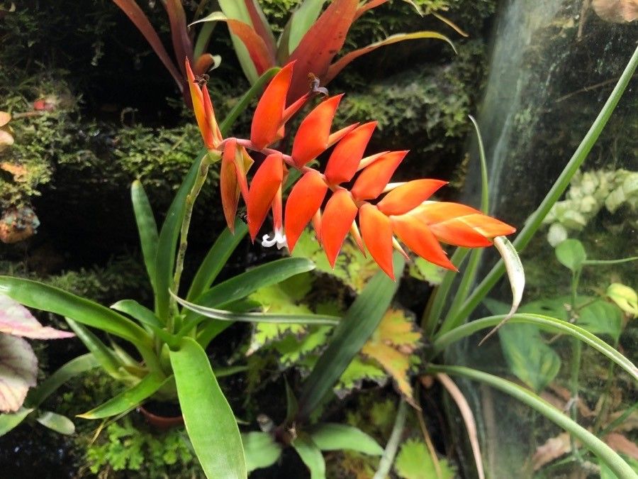 Racinaea dyeriana habit