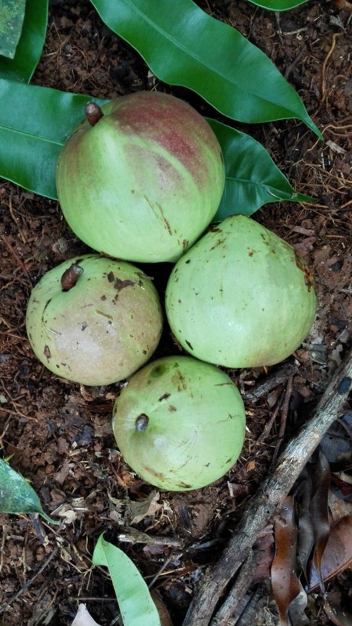 Micropholis melinoniana fruit