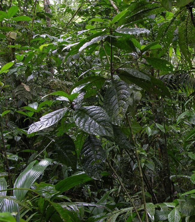 Ruellia palustris habit