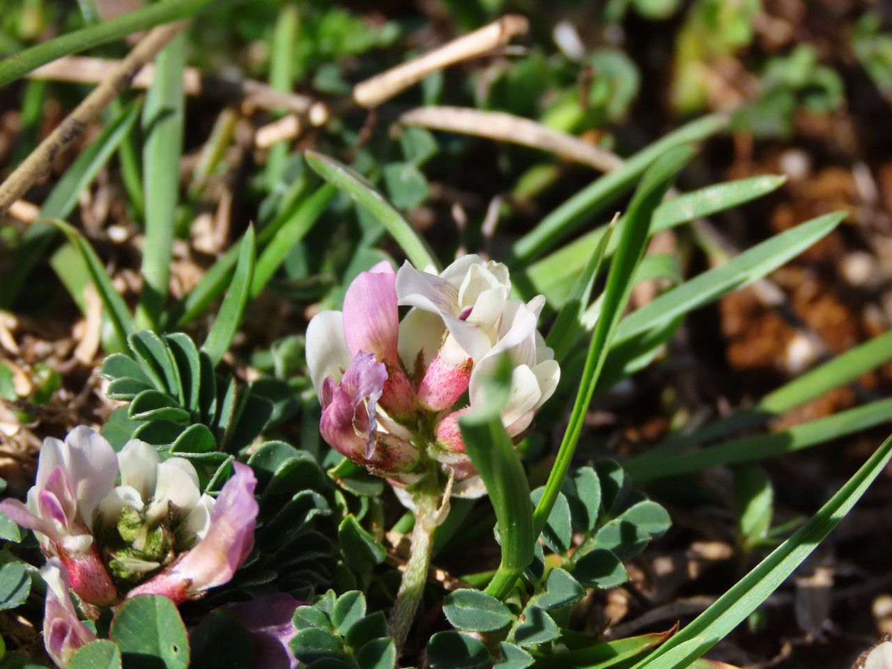 Astragalus depressus flower