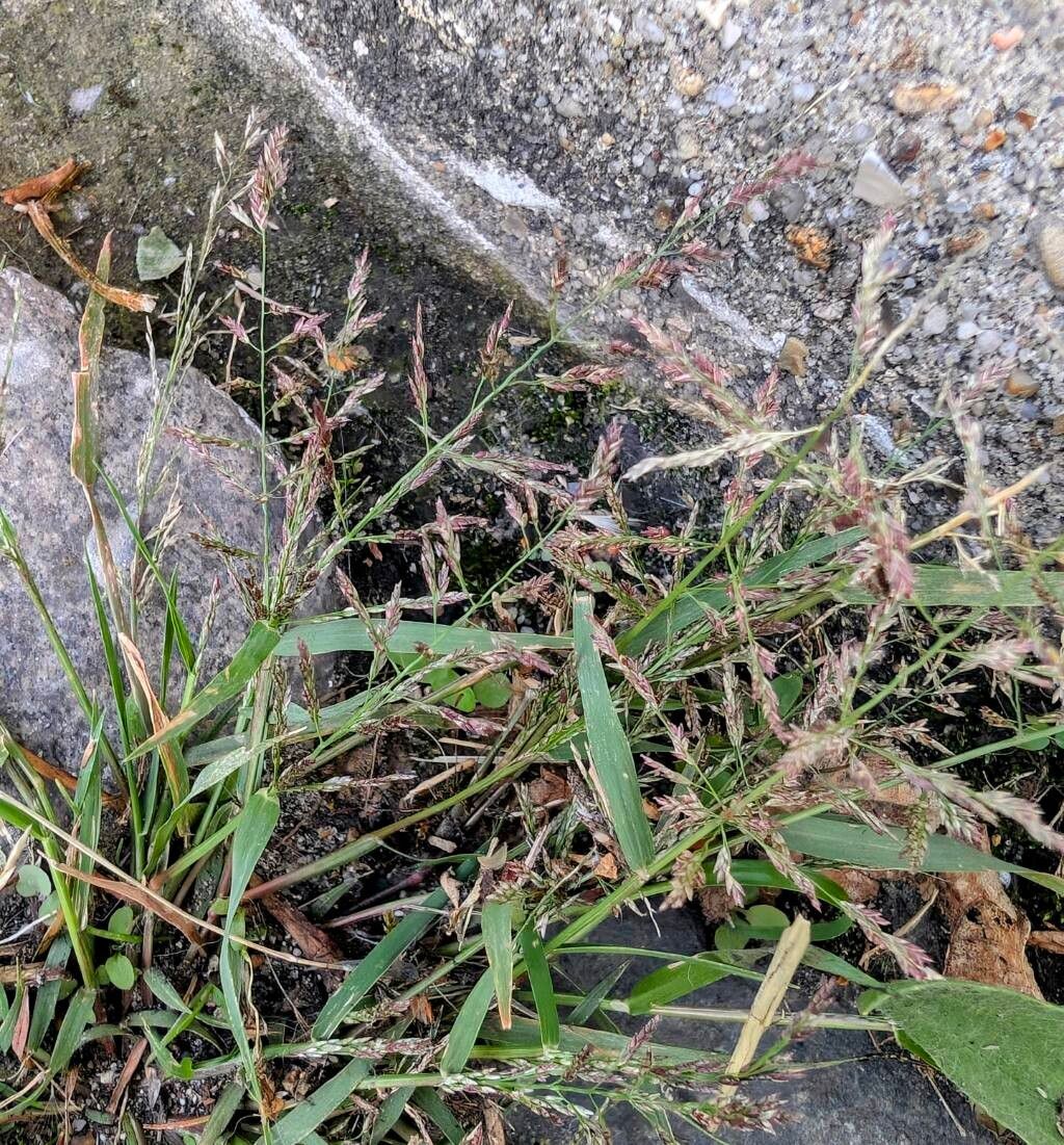 Eragrostis multicaulis habit