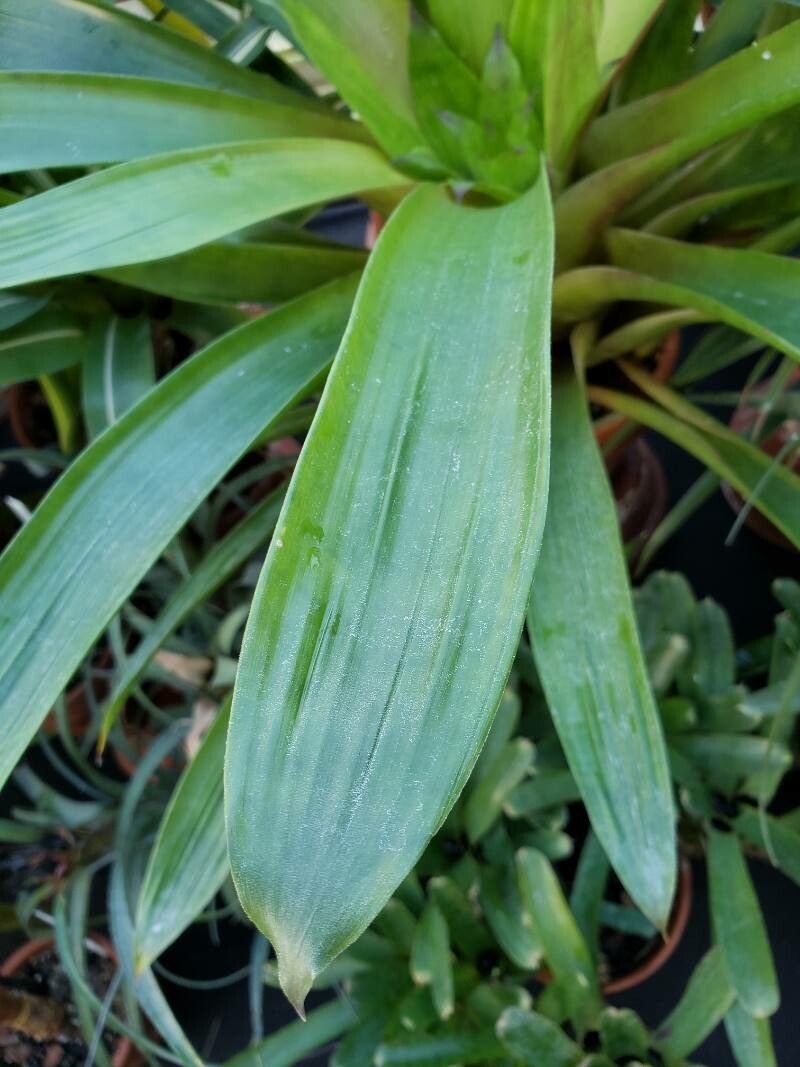 Guzmania wittmackii — search result for 'Guzmania'