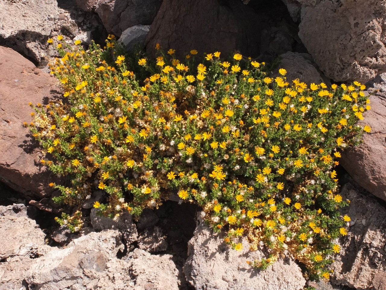 Haplopappus rigidus habit