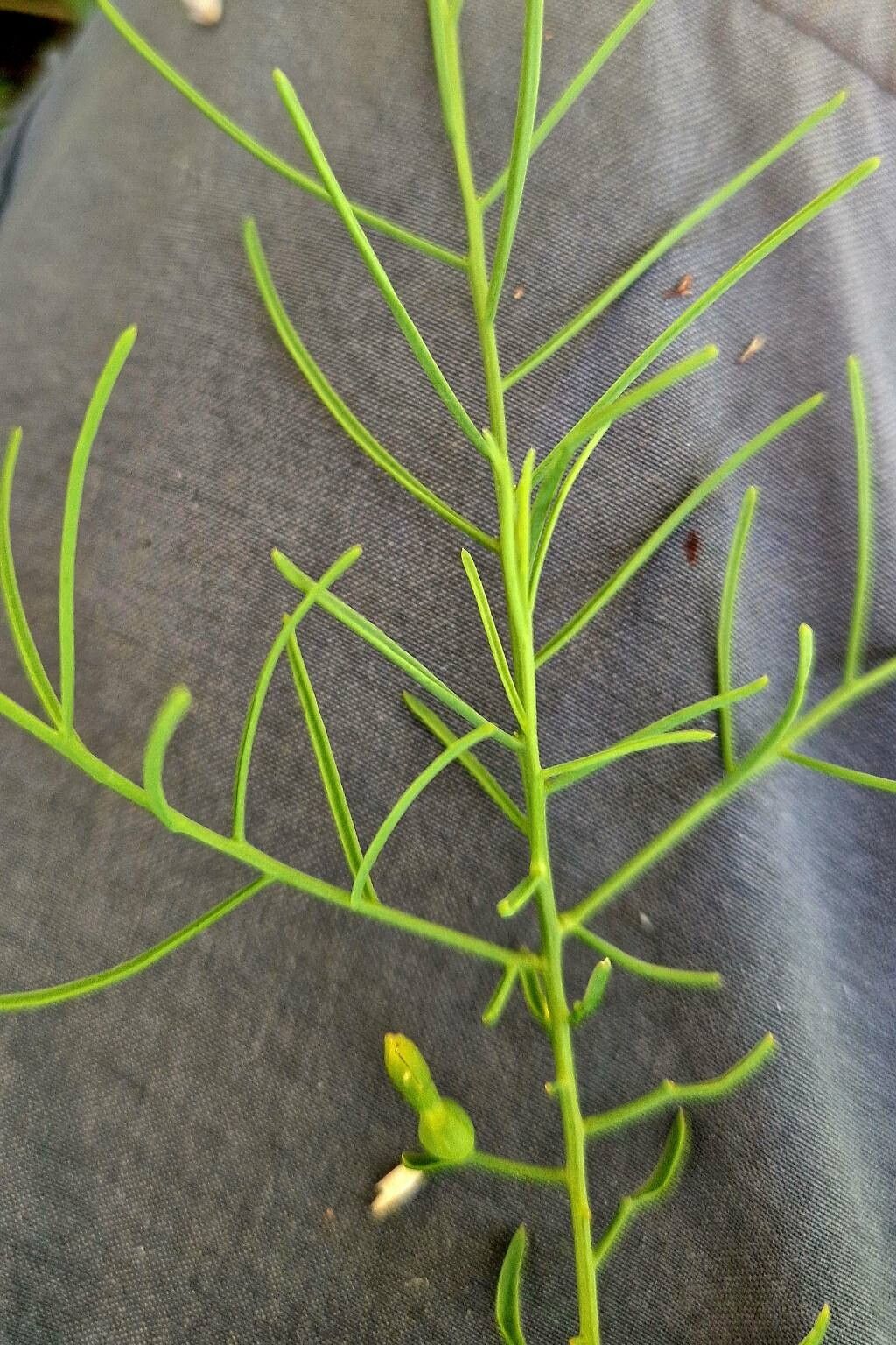 Thesium rostratum fruit