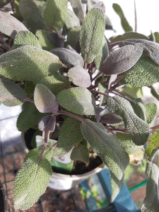 Salvia purpurea leaf