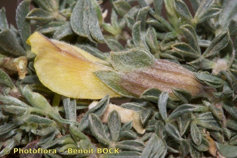 Leobordea tapetiformis — related species from the same genus