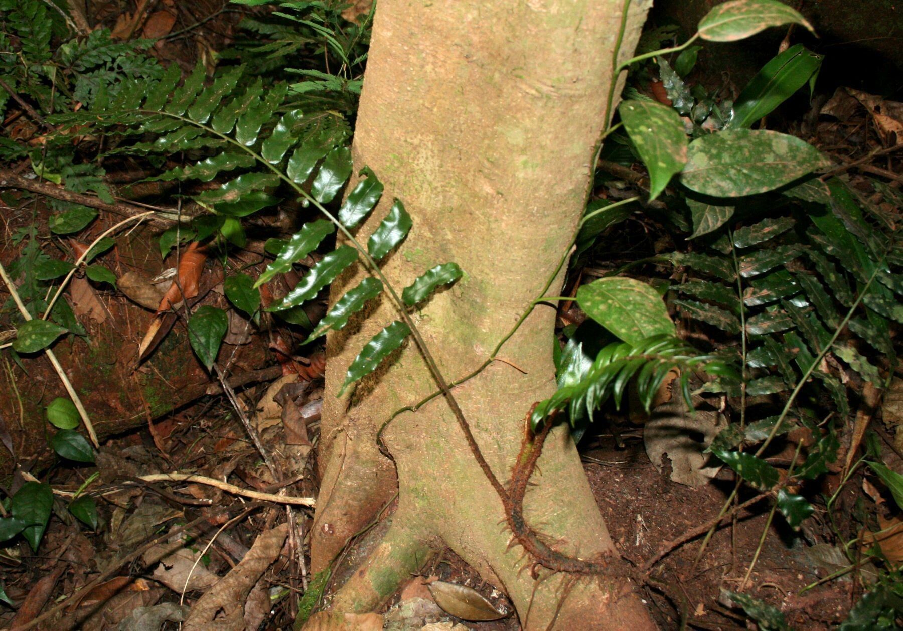 Lomariopsis warneckei habit