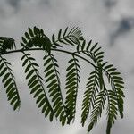 Leucaena leucocephala