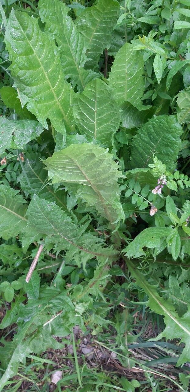 Taraxacum rubicundum — search result for 'Taraxacum'