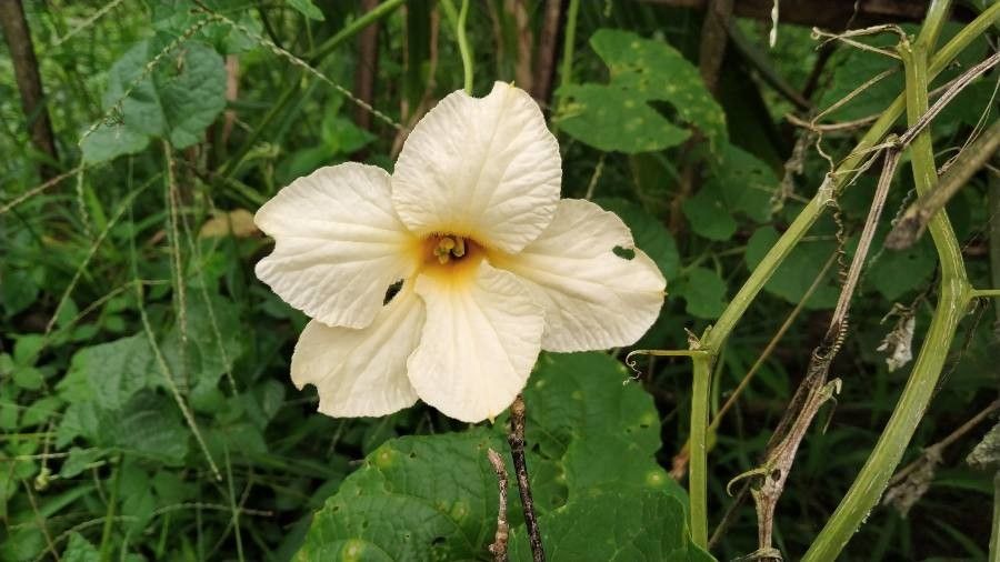 Momordica dioica fruit