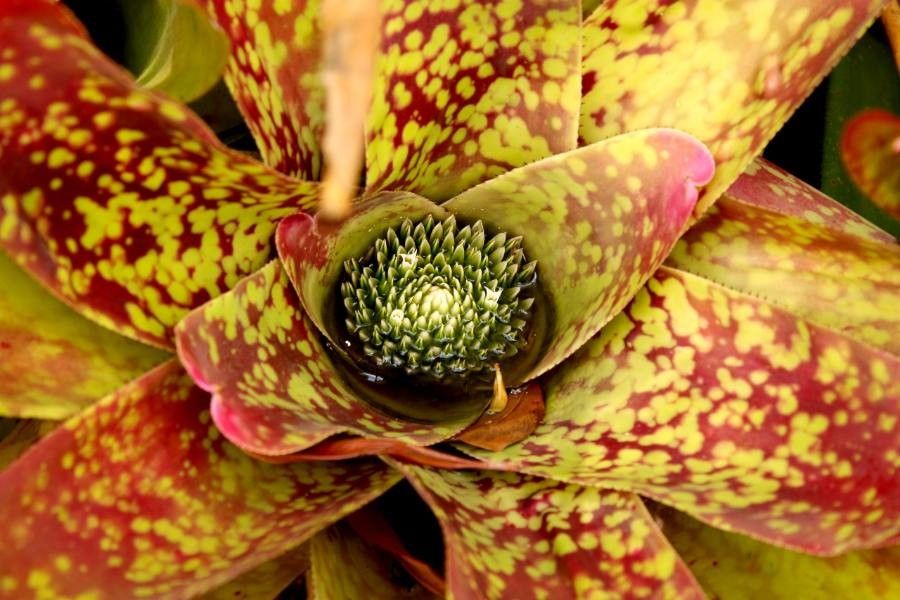 Vriesea pardalina flower