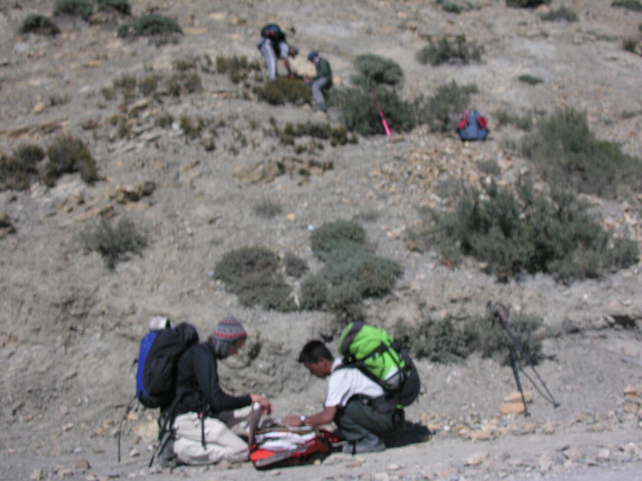 Berberis mucrifolia other