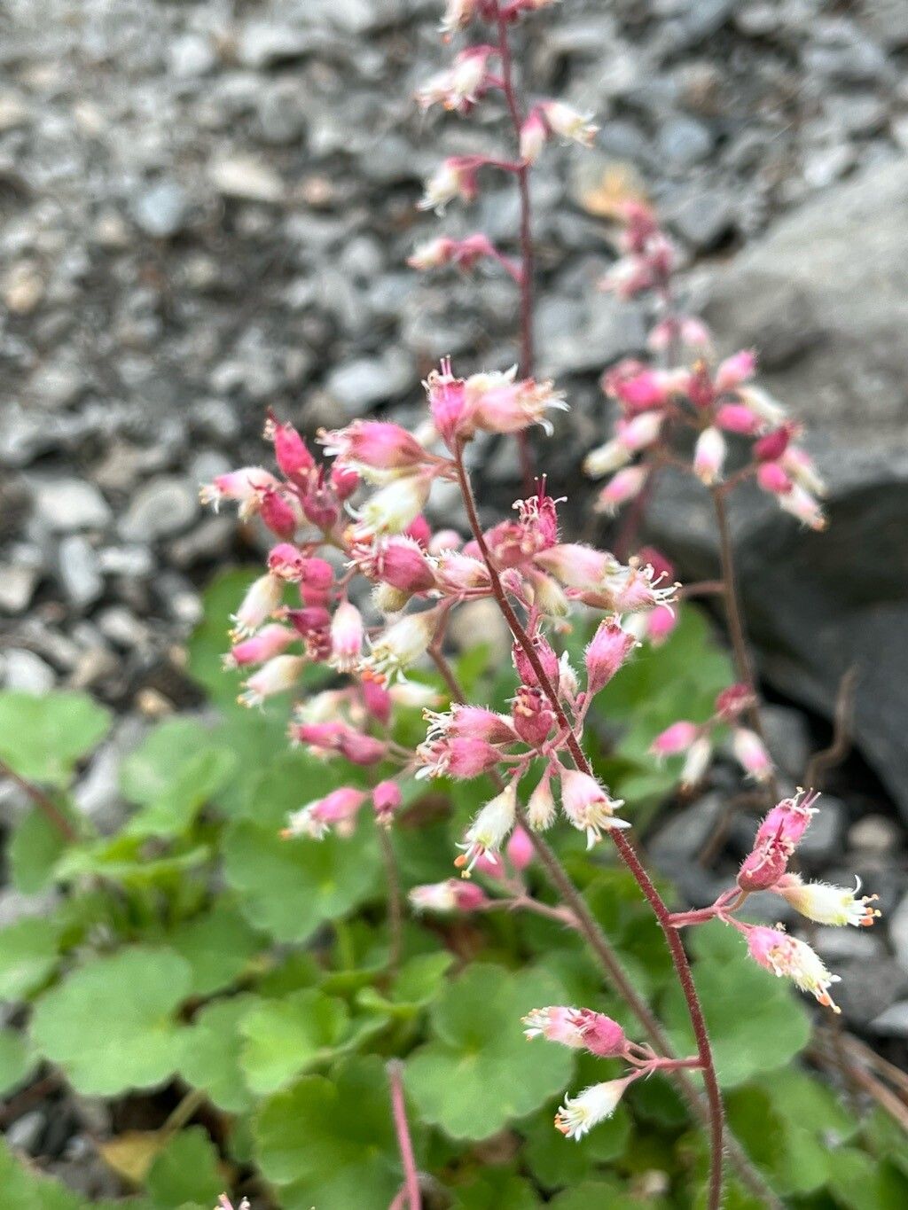 Heuchera parishii flower