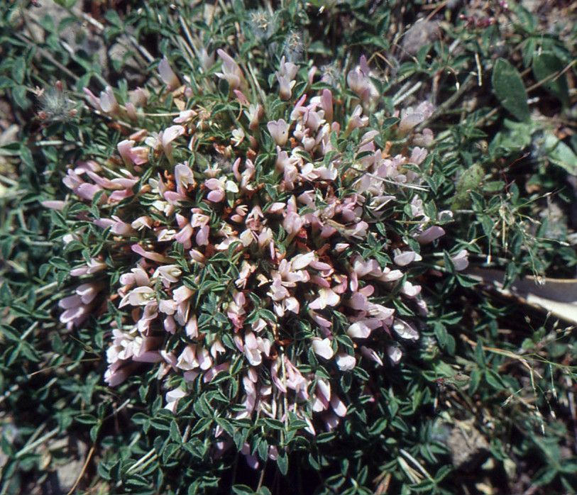 Trifolium uniflorum habit