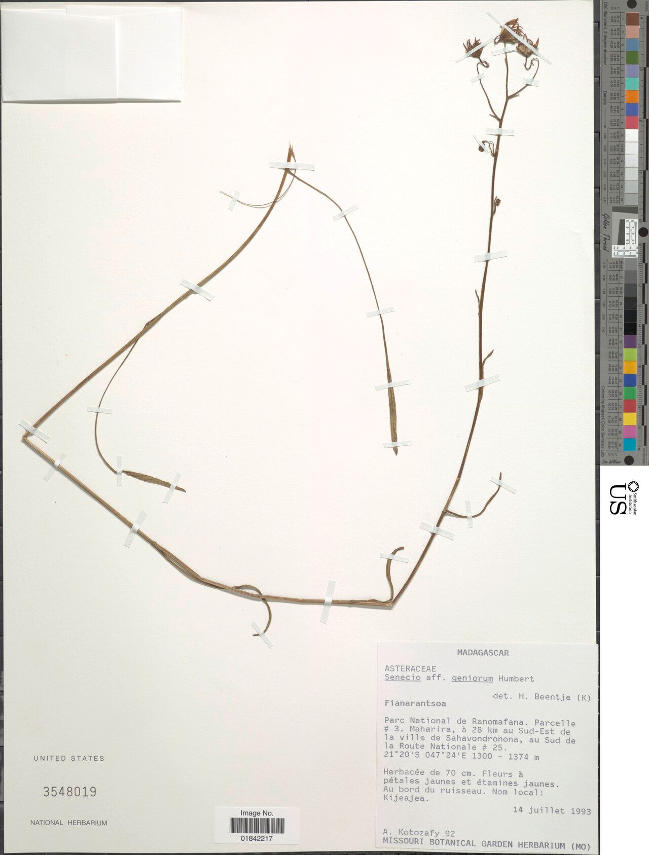 Senecio geniorum — houseplant care guide