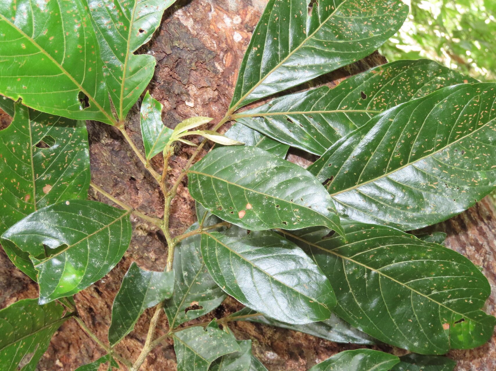 Inga laevigata — houseplant care guide