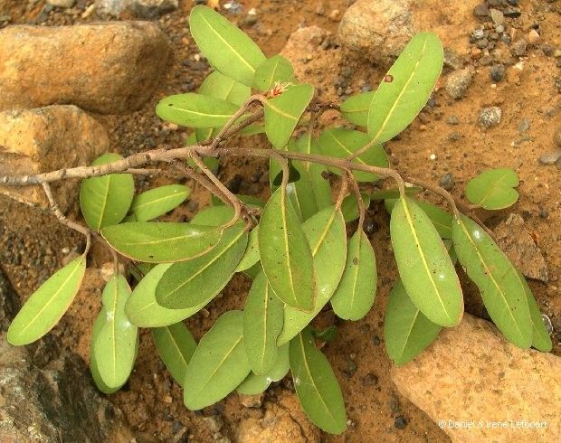 Pichonia lecomtei habit