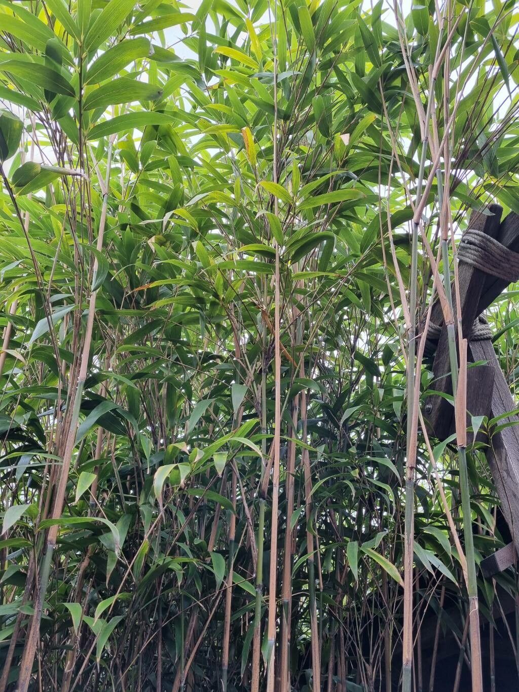 Phyllostachys sulphurea habit