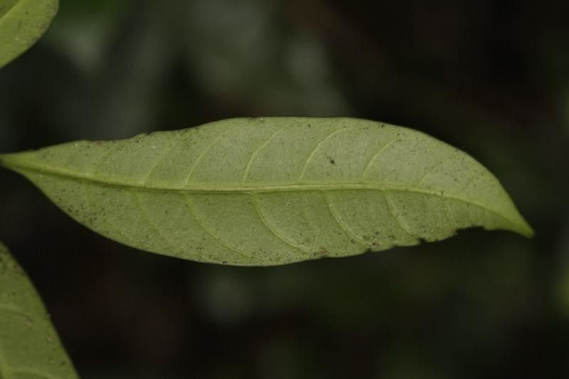 Tabernaemontana disticha leaf