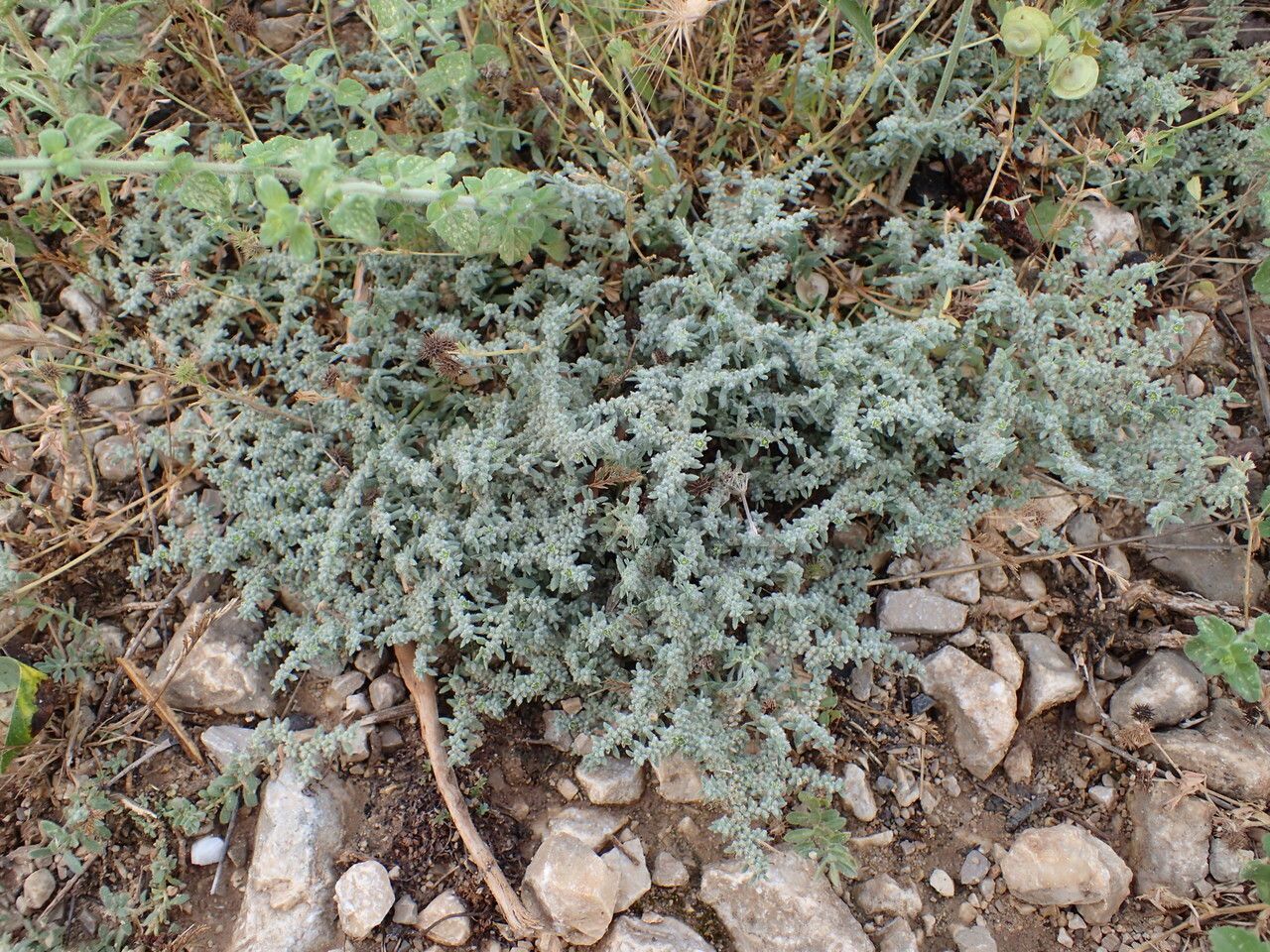 Herniaria incana habit