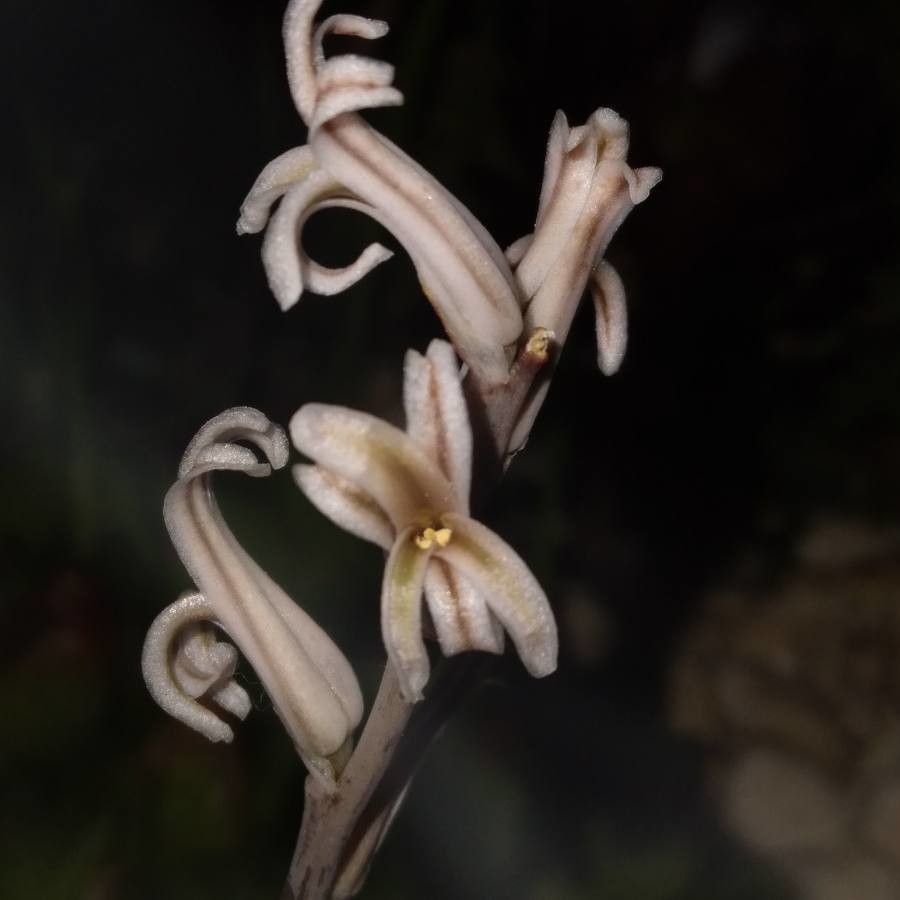 Haworthia cooperi flower
