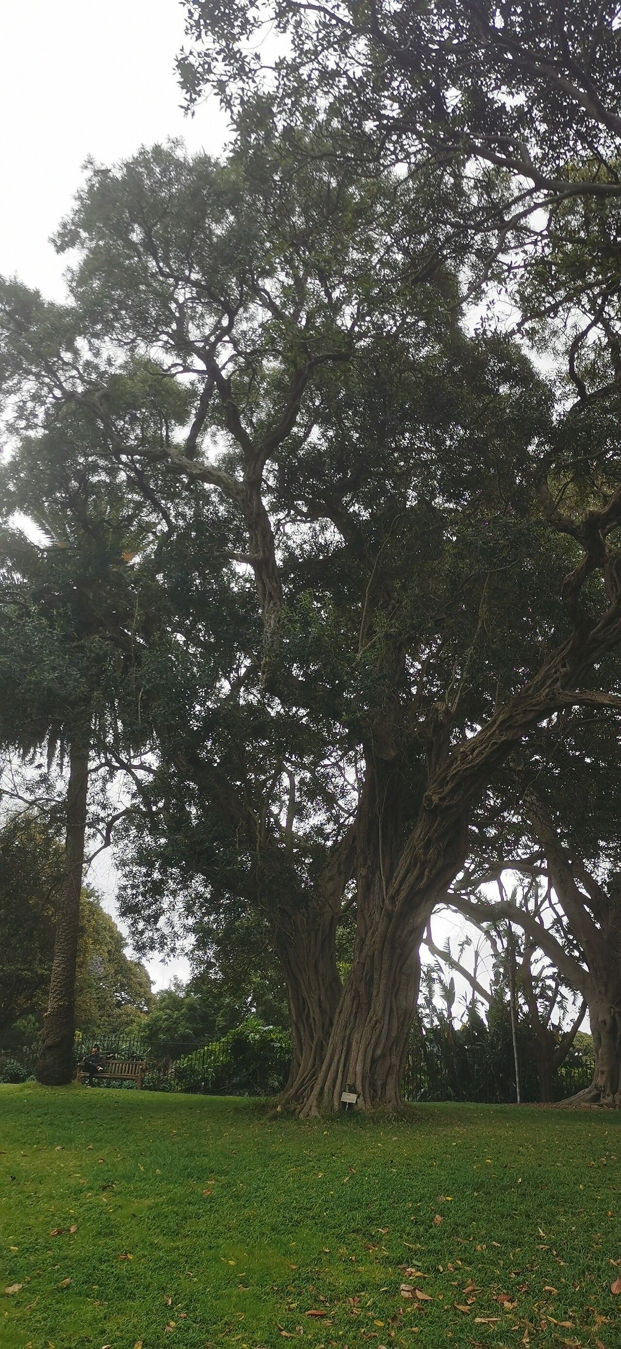 Lithocarpus uraianus habit