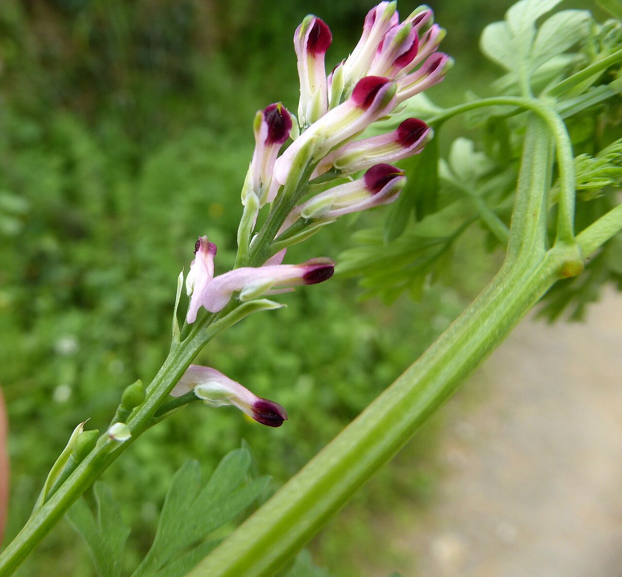 Fumaria gaillardotii flower