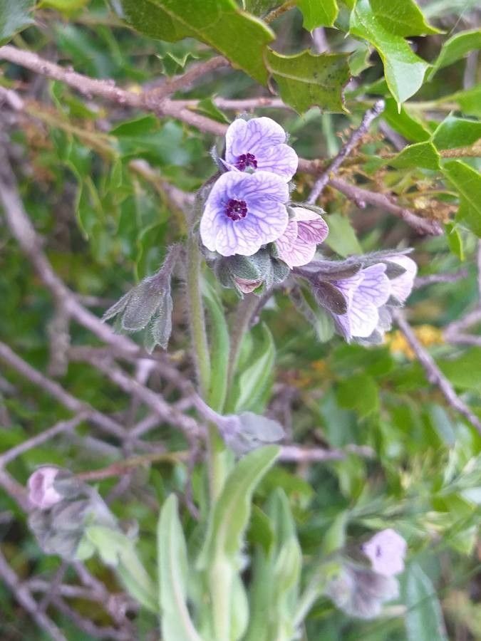 Cynoglossum creticum flower
