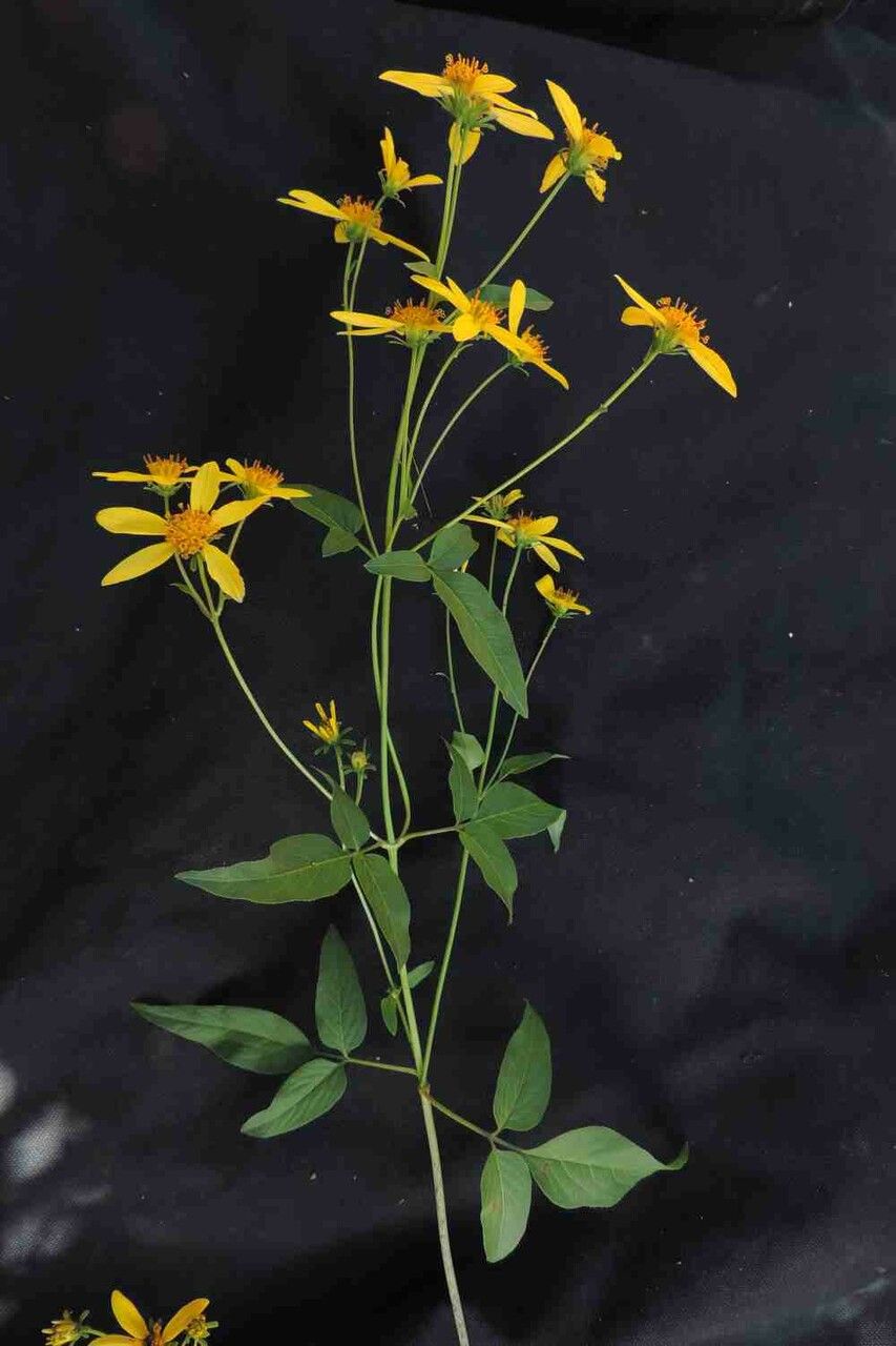 Bidens segetum flower