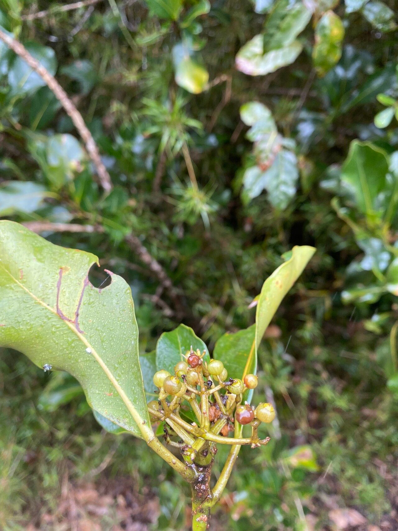 Astropanax monophyllus fruit