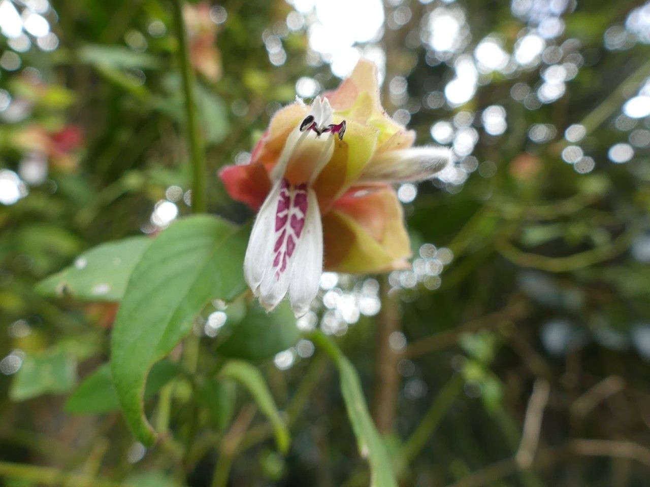 Justicia brandegeana flower