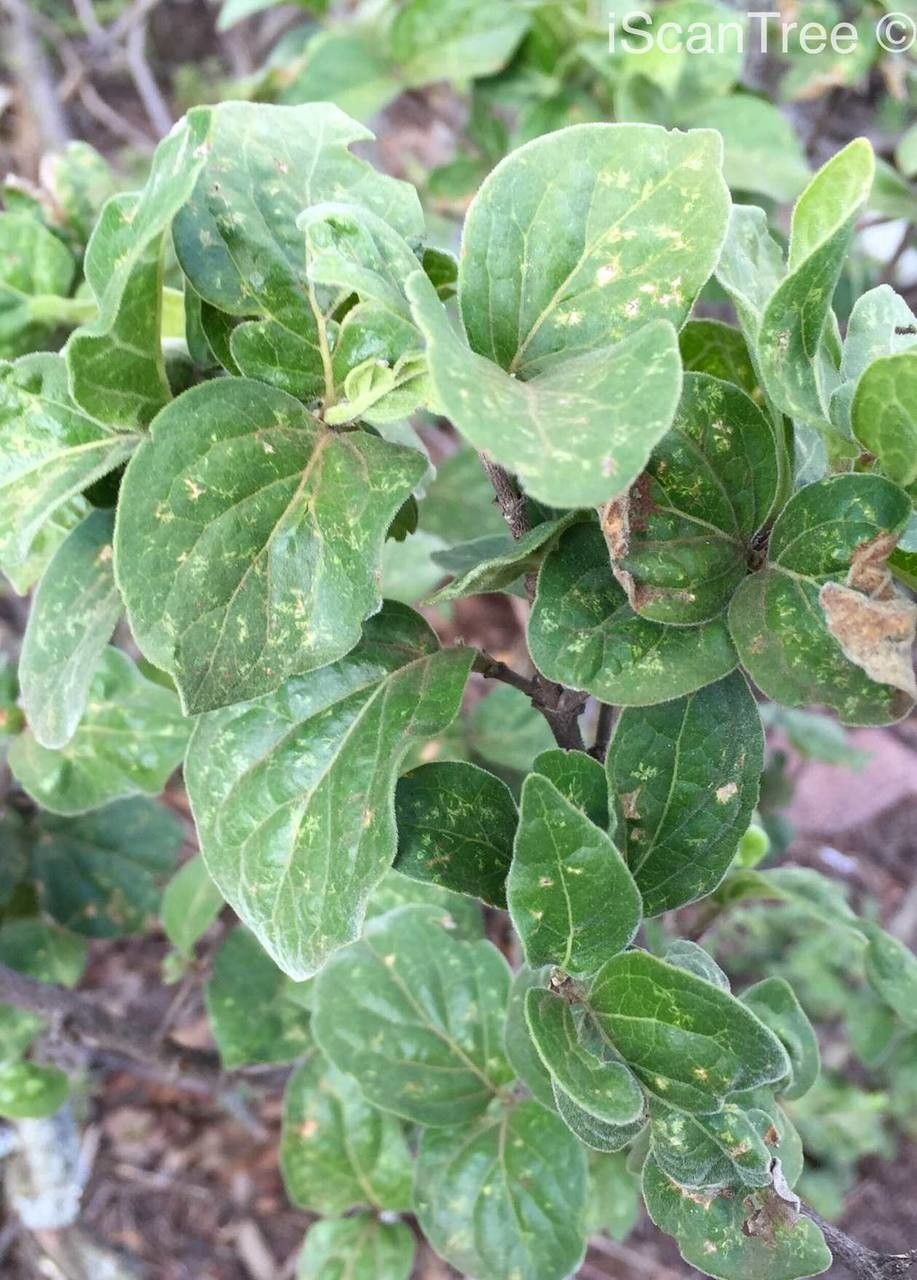 Vangueria parvifolia leaf