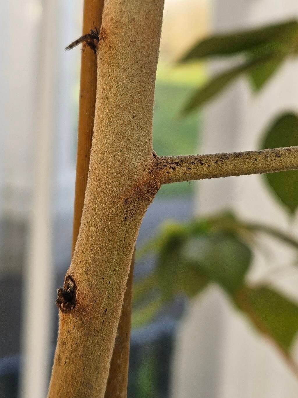 Melhania erythroxylon bark