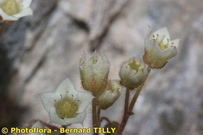 Sedum fragrans fruit