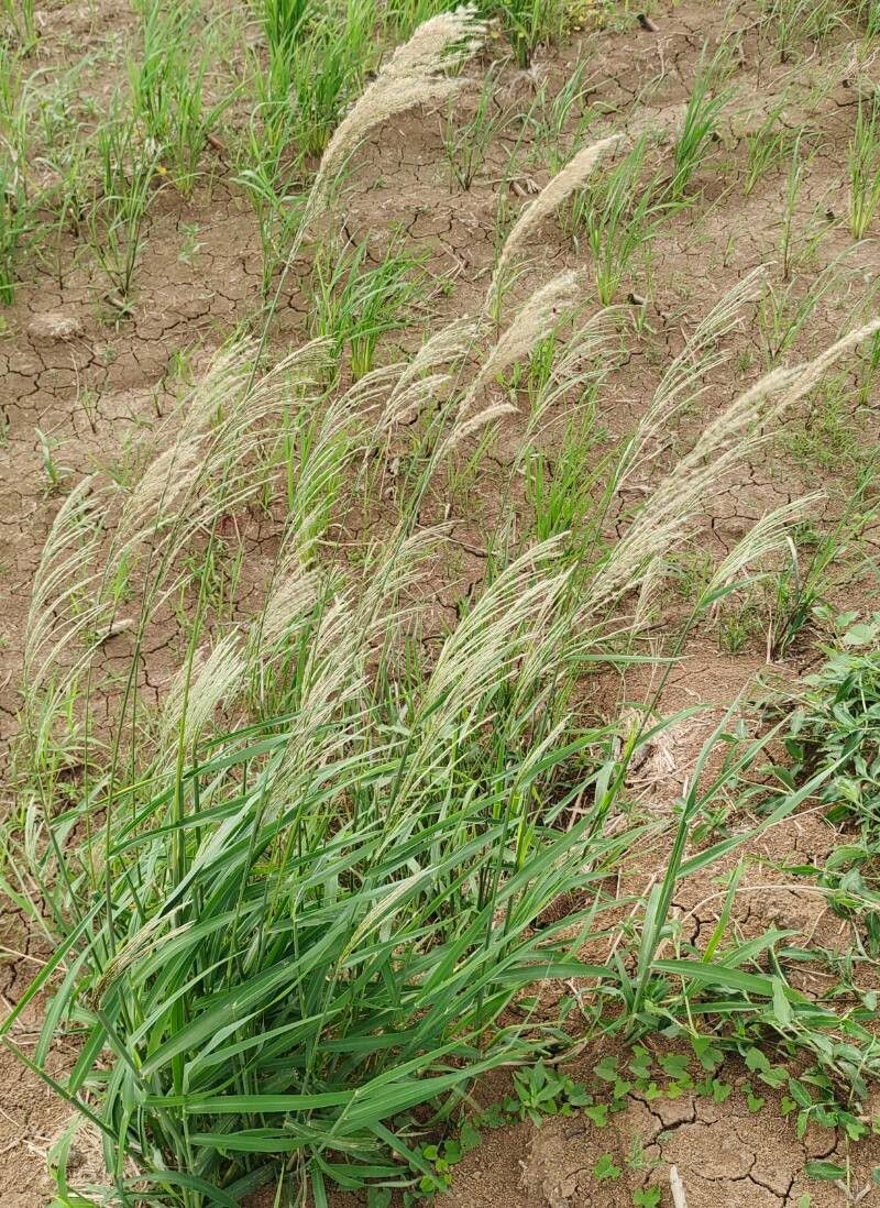 Digitaria insularis habit