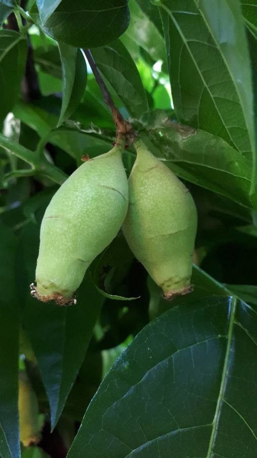 Chimonanthus fragrans fruit