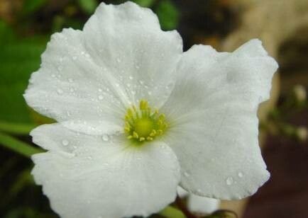 Aquarius decumbens flower