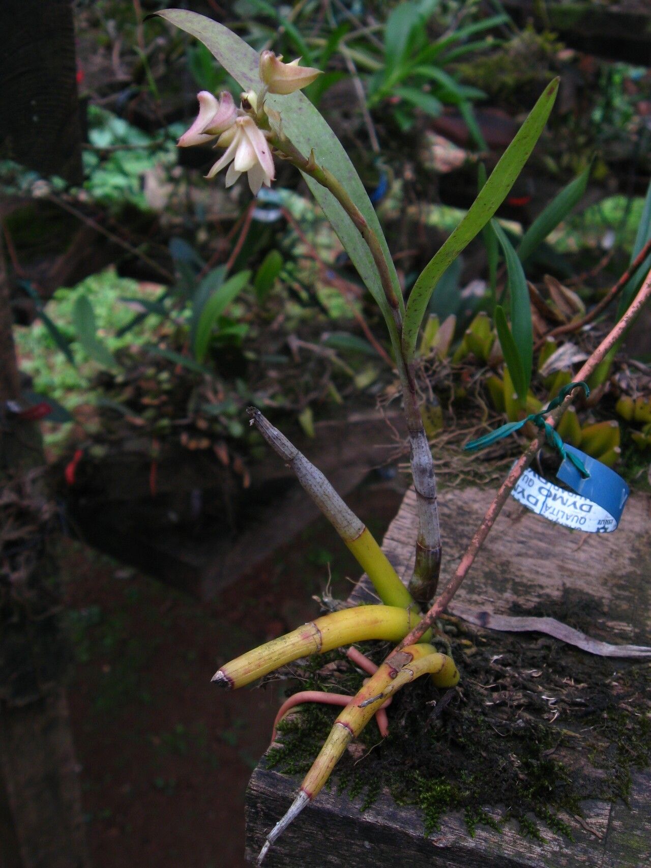 Polystachya bennettiana habit