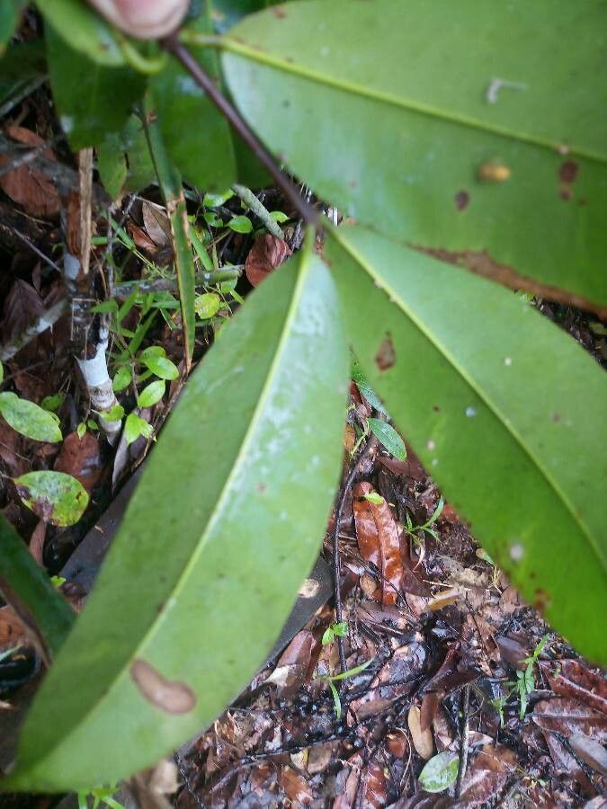 Platonia insignis — search result for 'Clusiaceae'