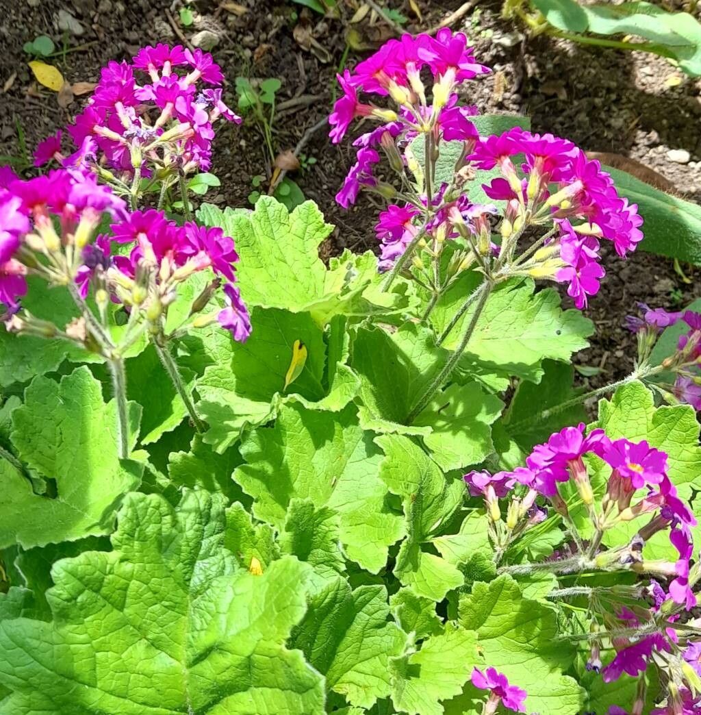 Primula polyneura habit