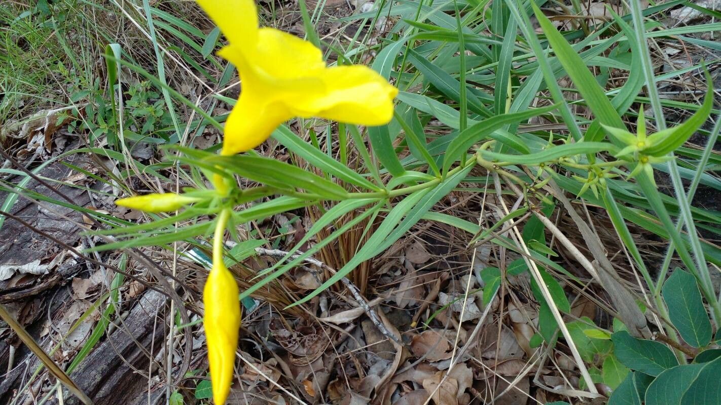 Allamanda angustifolia flower