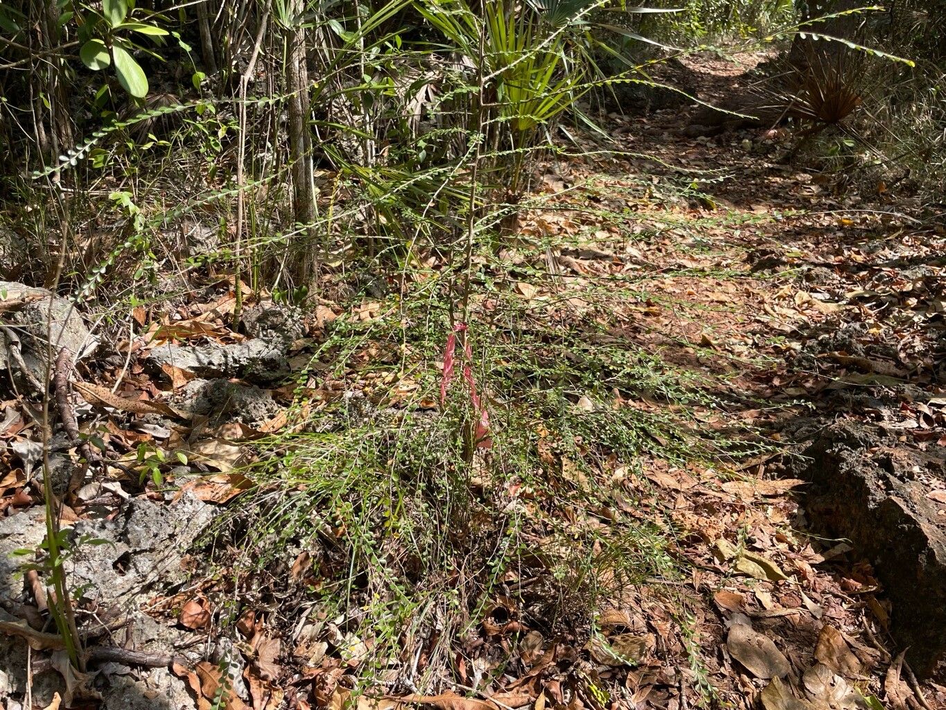 Casearia staffordiae leaf