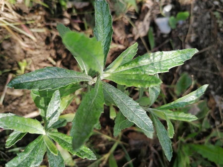 Artemisia suksdorfii — search result for 'Alaska'