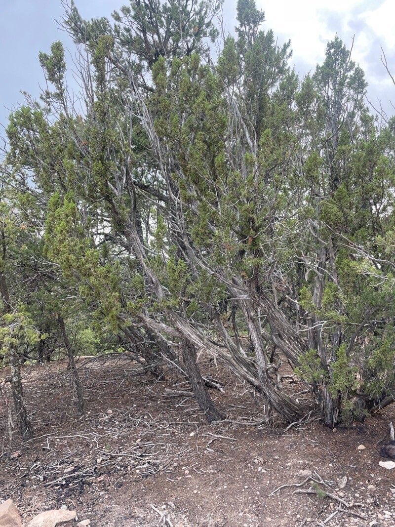 Juniperus monosperma leaf