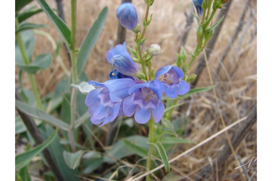 Penstemon perpulcher — houseplant care guide