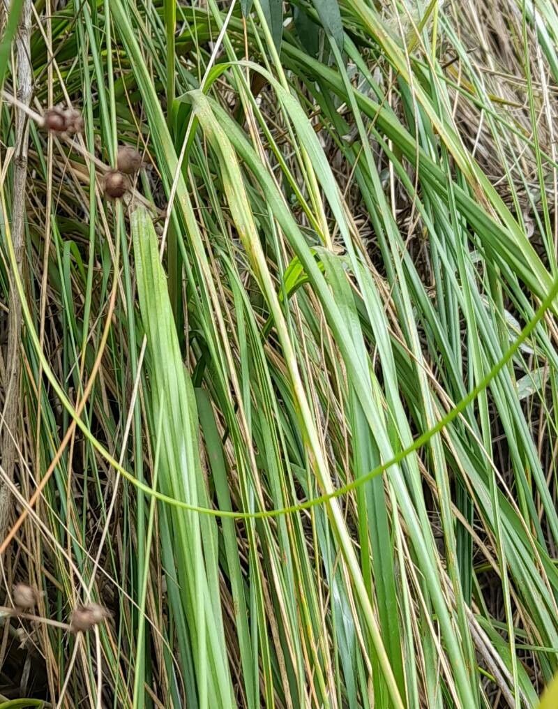 Cortaderia hieronymi