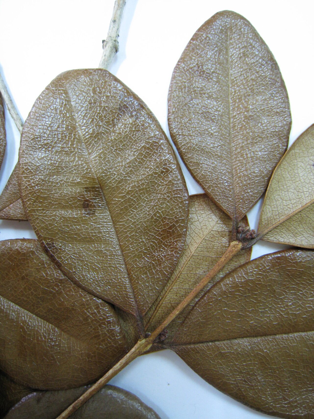 Myrcia saxatilis — houseplant care guide