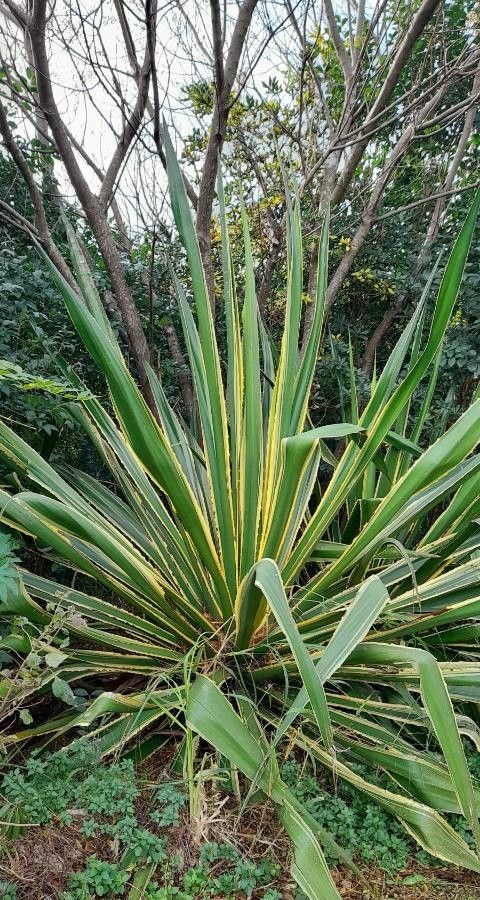 Furcraea selloana leaf
